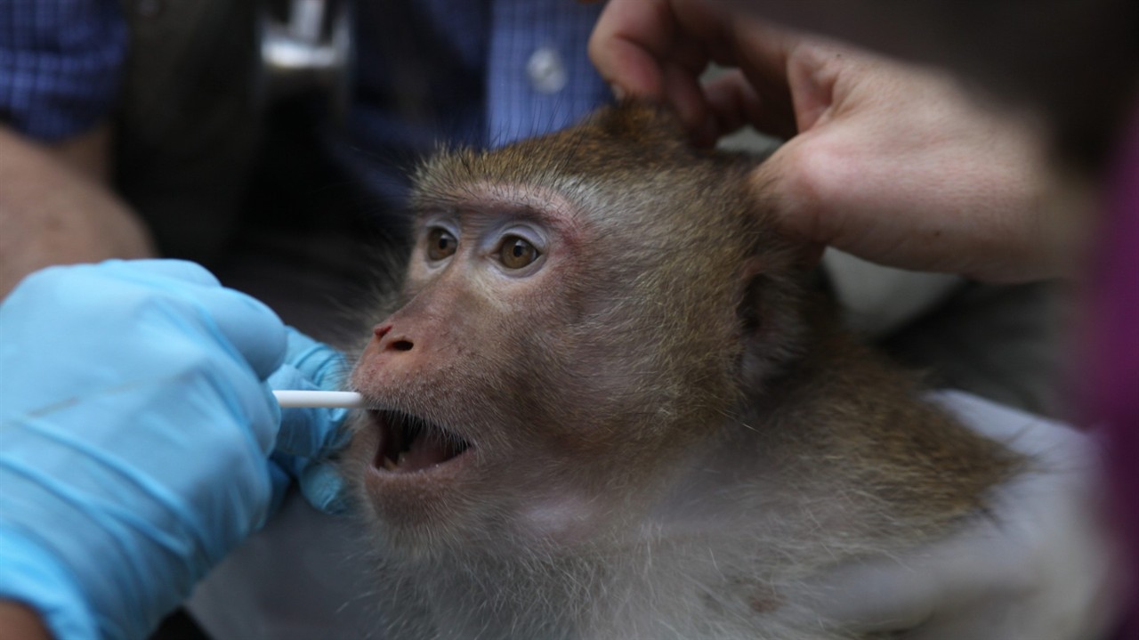A monkey getting a mouth swab